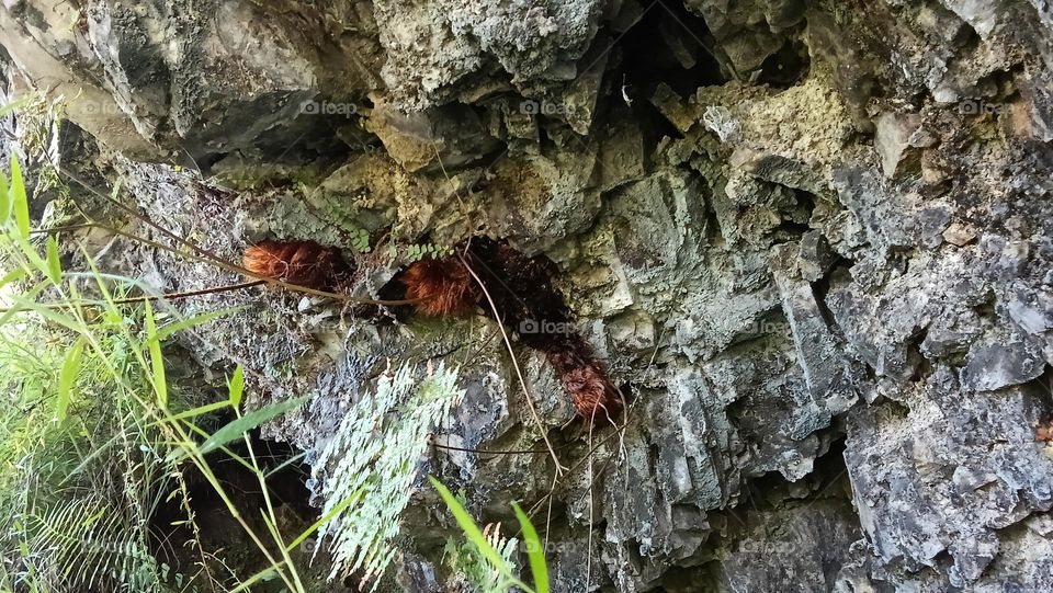 plant in rock