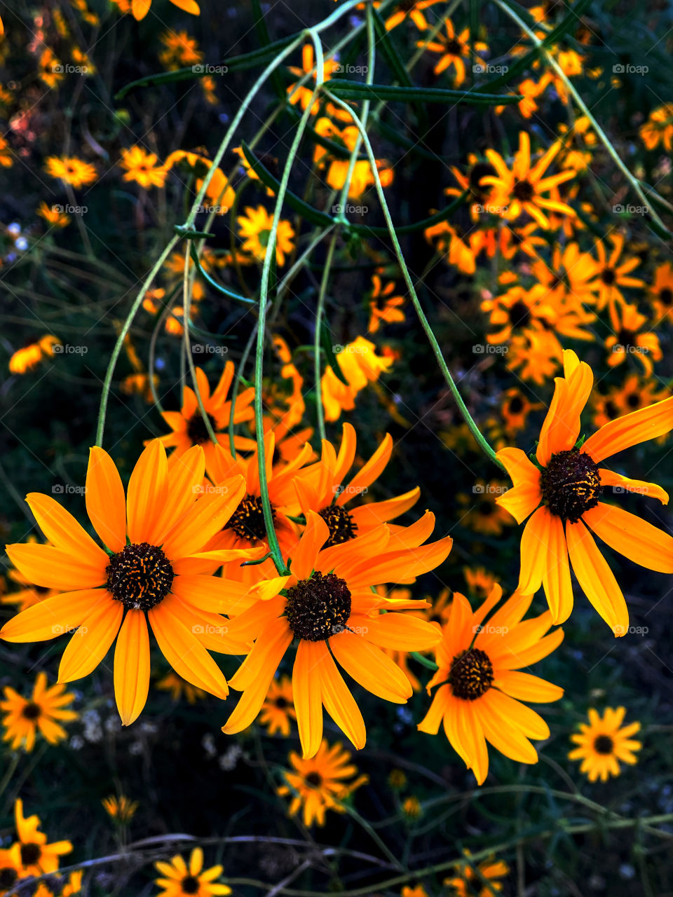 Autumn Yellow Daisies 