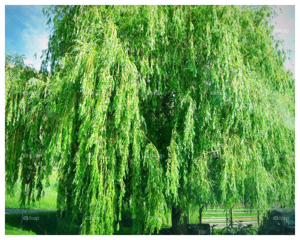 Willow tree