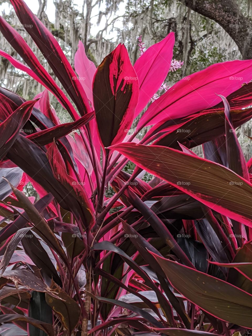 vibrant pink colored plants in a garden in a park