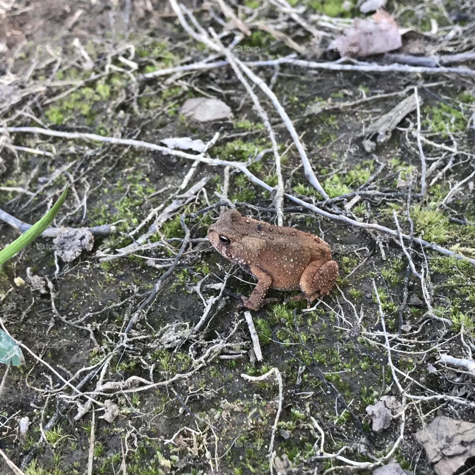 This brown colored toad stood his ground when danger came near. 