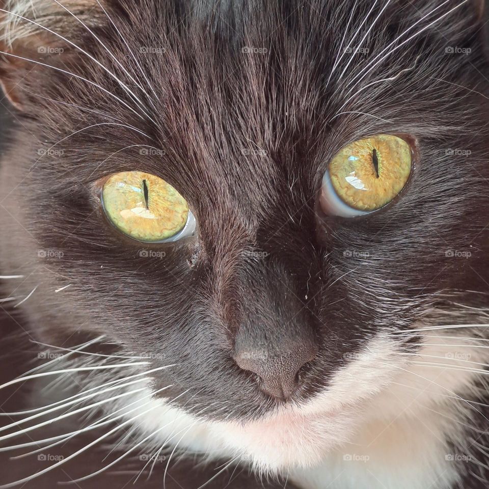 pretty black and white cat face. green eyes. white whiskers. u.k