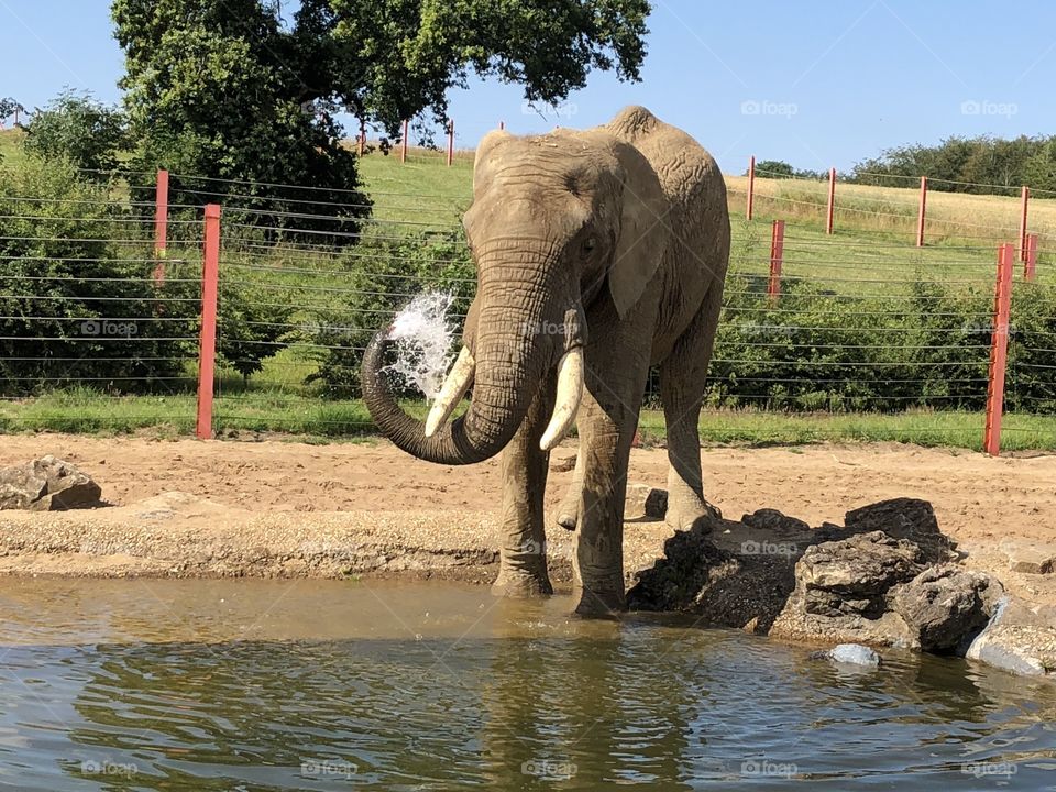 Elephant washing himself