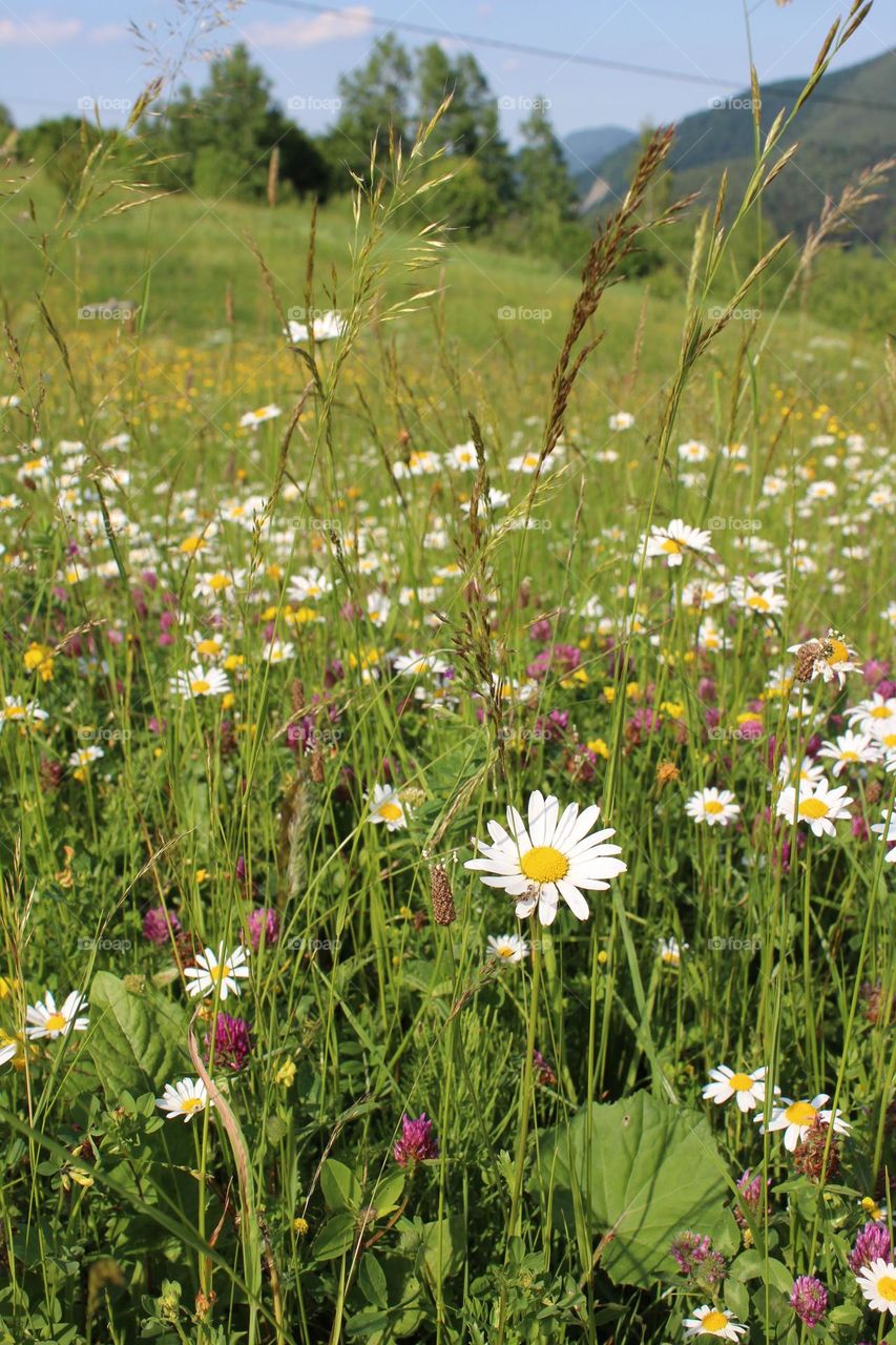 Clovers and daisies among wild flower meadows in the Carpathian mountains, Ukraine 