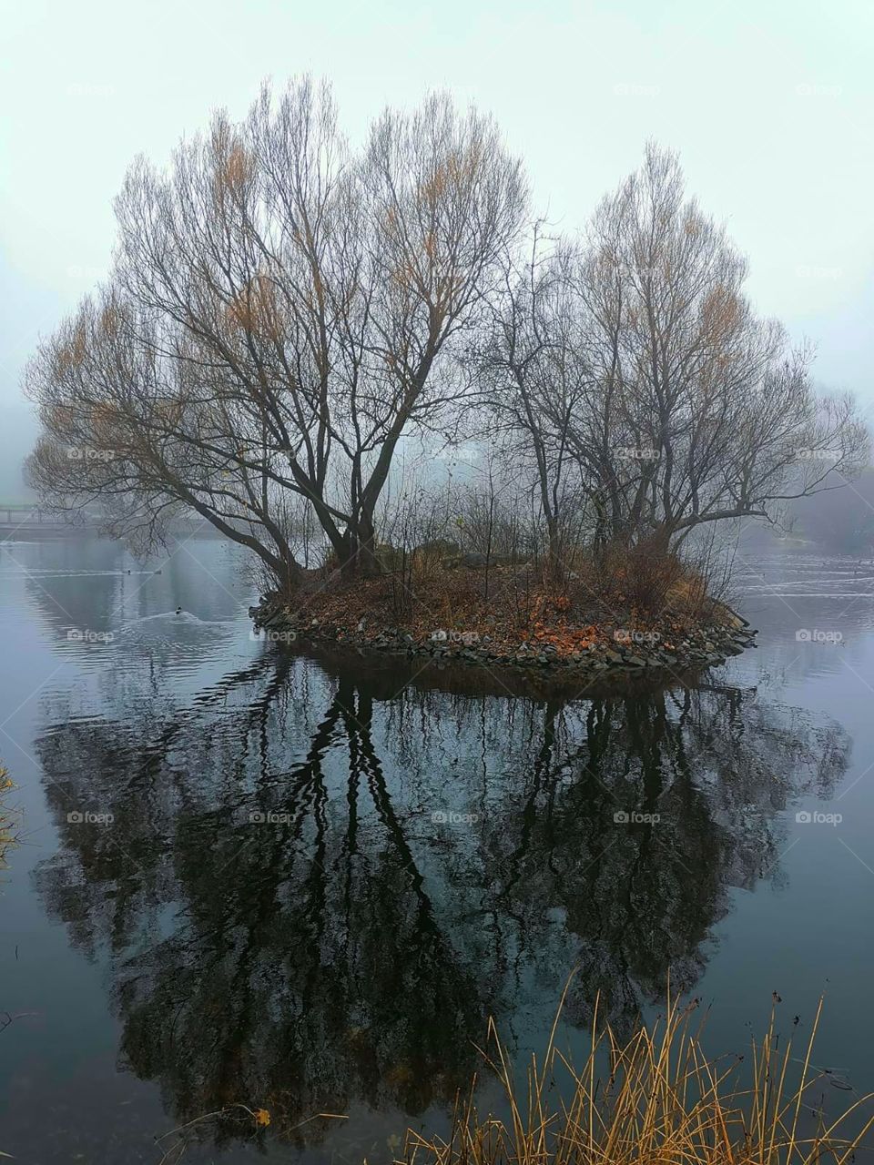 Pond.  In the middle of the pond is an island with two trees.  Fallen leaves lie on the ground.  Trees are reflected in the water.  Fog in the background.  Late fall