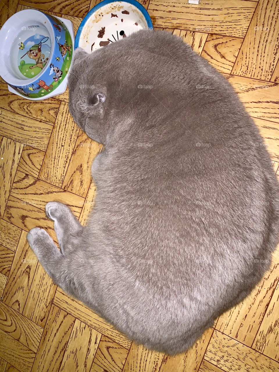 fat gray cat ate all the food and sleeps with his head on the bowl