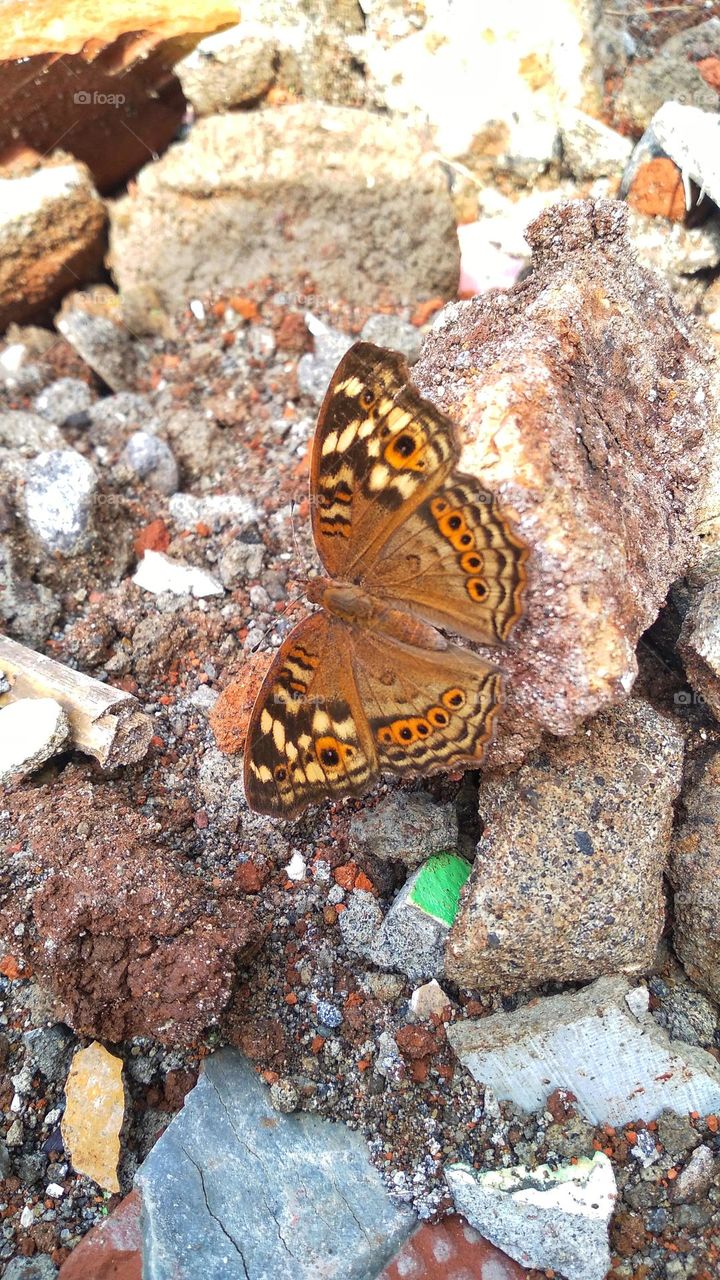Beautiful butterfly perched on the ground
