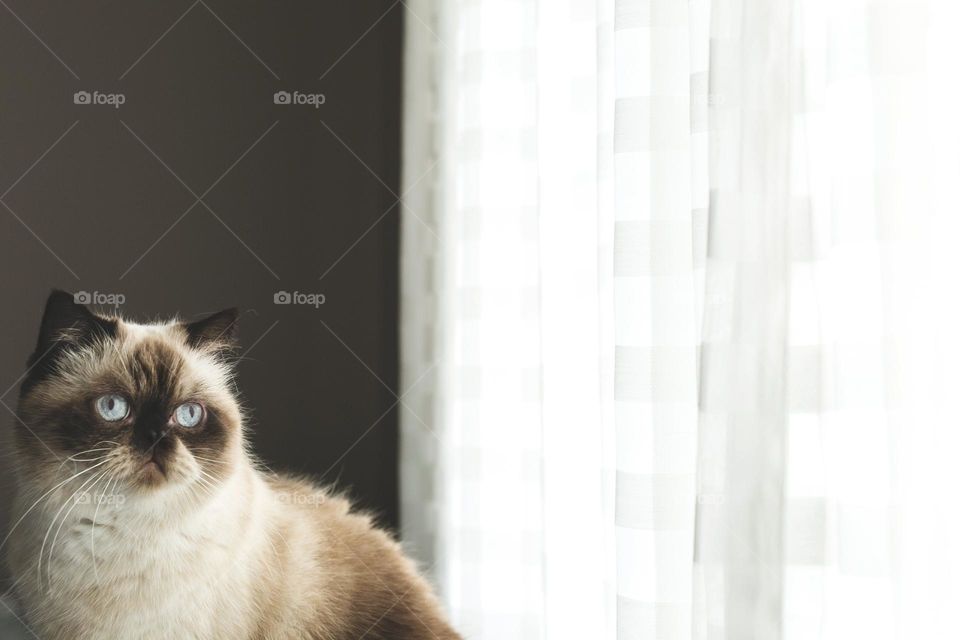 The blue-eyed feline looks out the window. Persian fur sticks out because it is thick, plush, and lovable. Their azure eyes gazing intently into two distinct souls. Two directions: left and right.