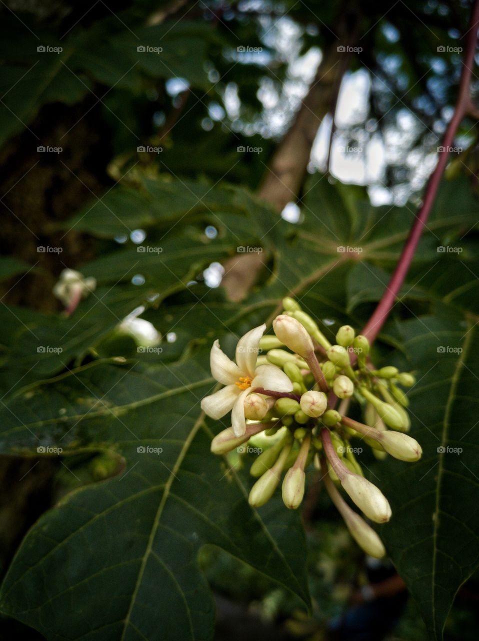 Papaya flower