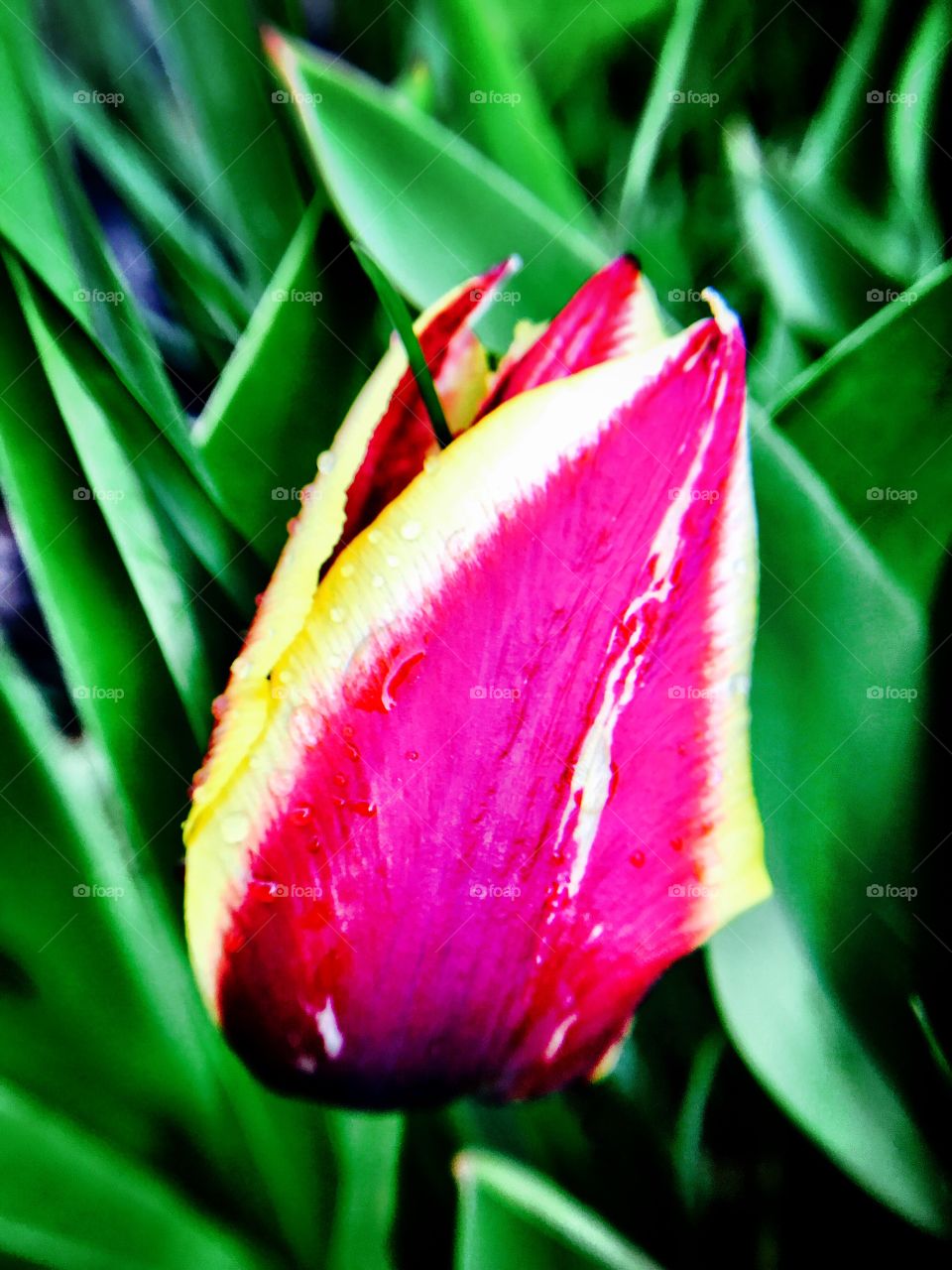 Beautiful Indiana tulip on a beautiful spring day. 