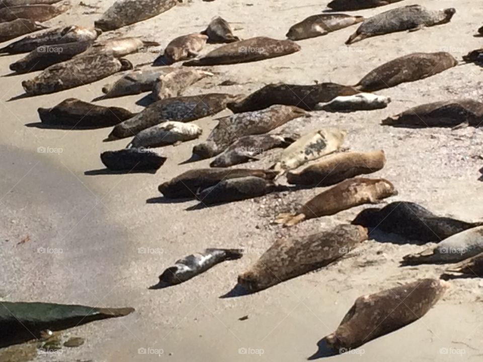 Sea lions 