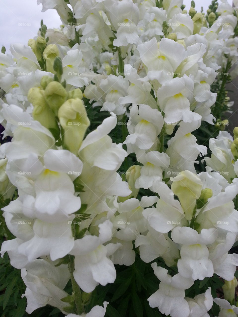 Snapdragons
