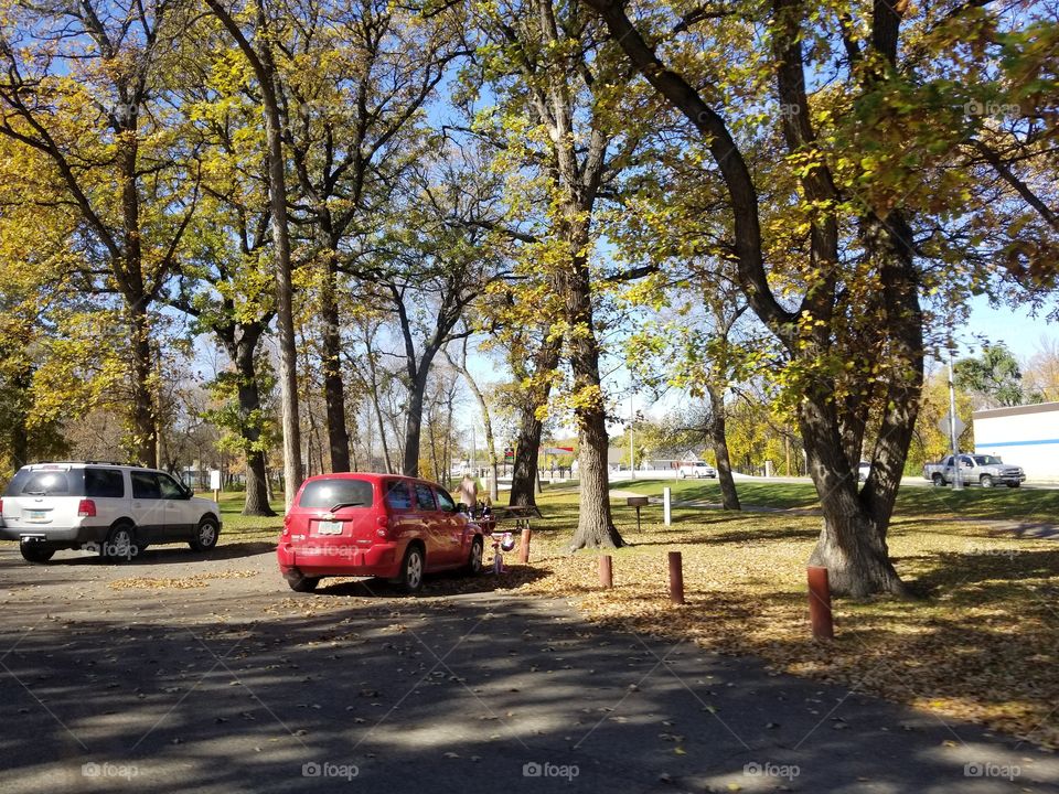 Tree, Road, Fall, Landscape, Leaf