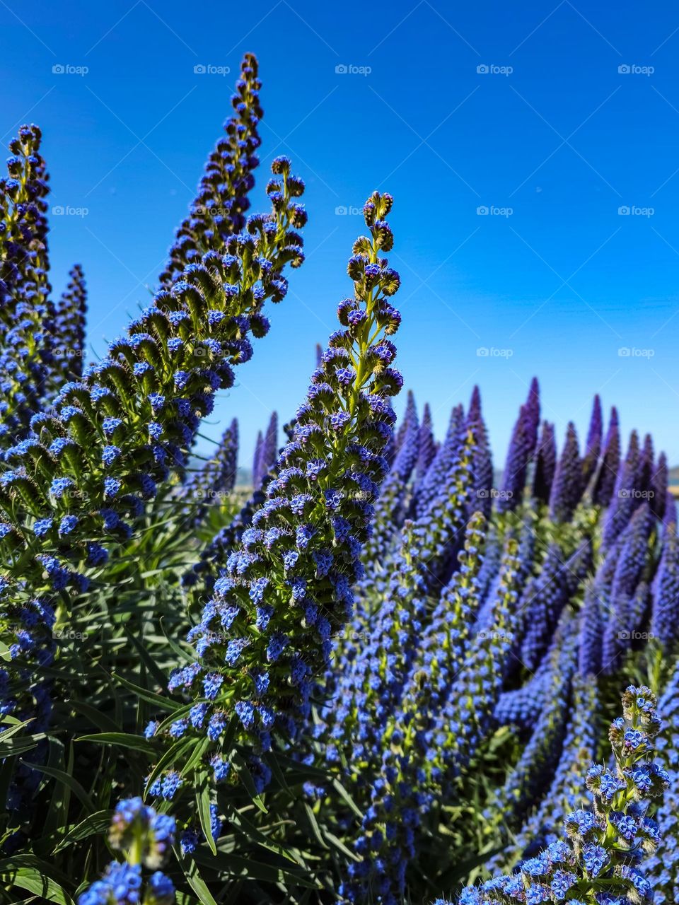 Stunning purple pride of Madeira (echium candicans) blooming in San Francisco California at fort Mason by city yachts with bees and butterflies. Pointing towards the sky 