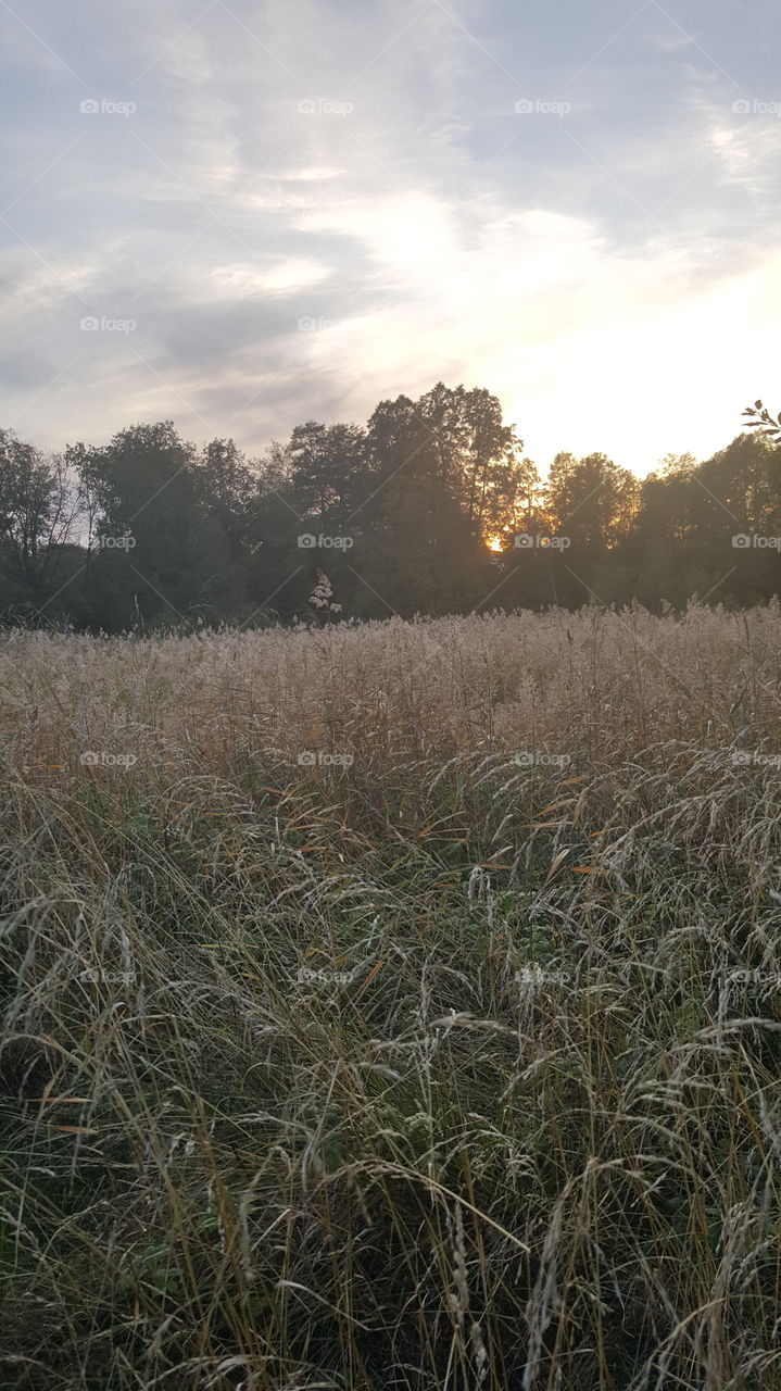 grass. sunset over grassland