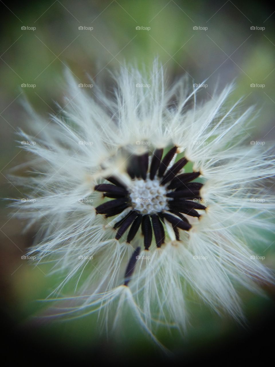 Picture taken with my smartphone and macro lens.