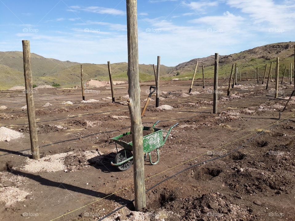 planting of vines