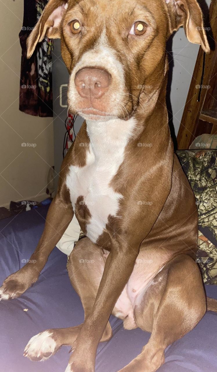 She is such a cute Dog, she is half red nose pit bull and half hunting dog, she is my fur baby. Her name is mini motor and she likes to sit like a human and stare. Dog lover. My dog child. She’s a great dog model, and best friend!