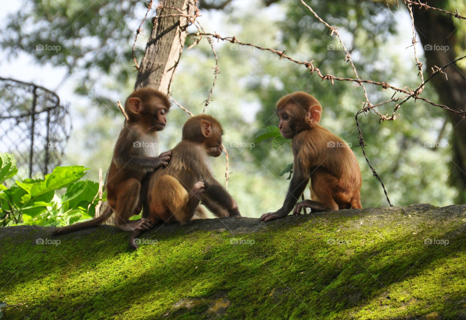 Monkey's baby playing together