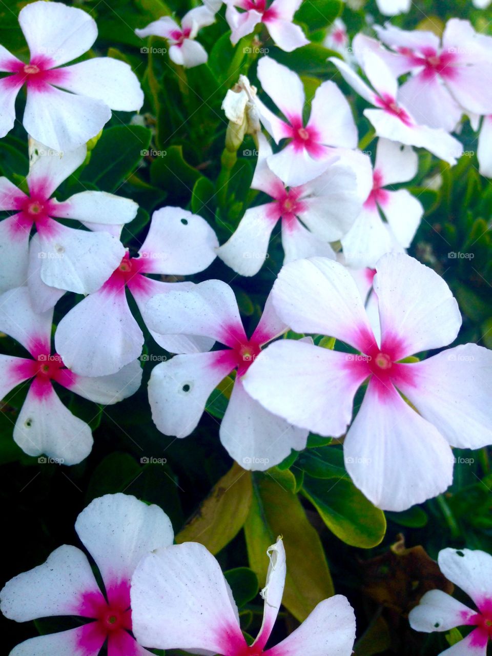 Beautiful Flower Pink and White

Published by:
HappyBrownMonkey 