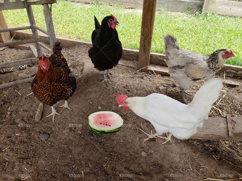chickens and watermelon