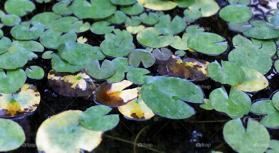 lily pond