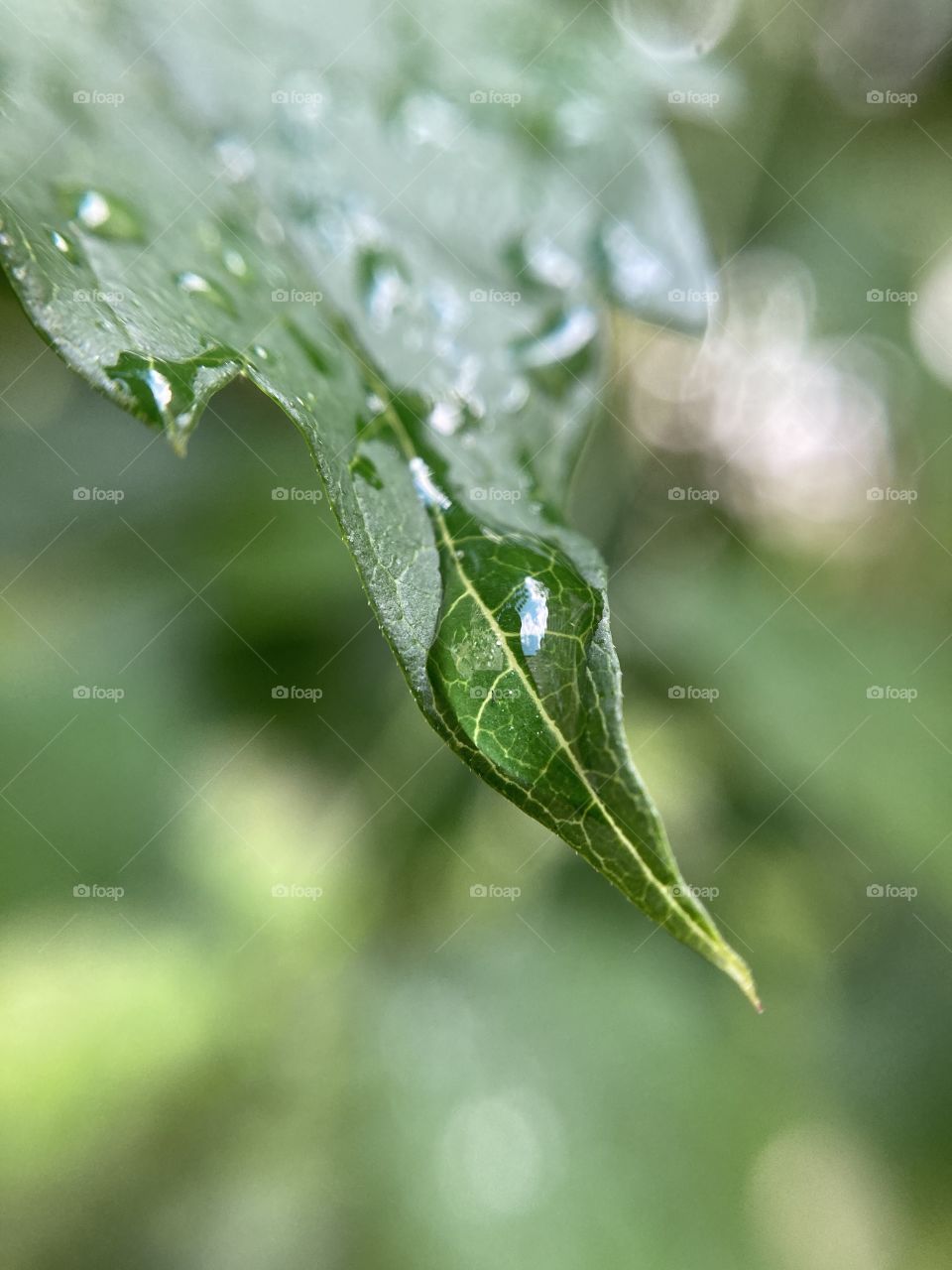 
a drop of rain on a leaf