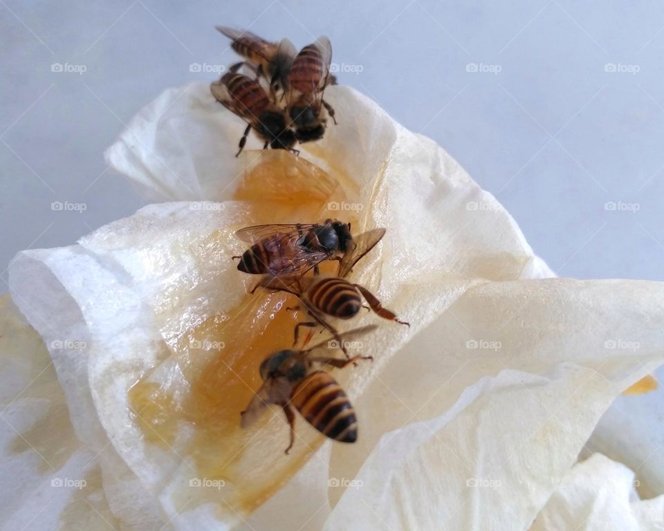 Group of bee on tissue