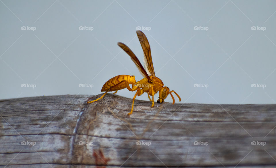 Bee In Predator Mode.