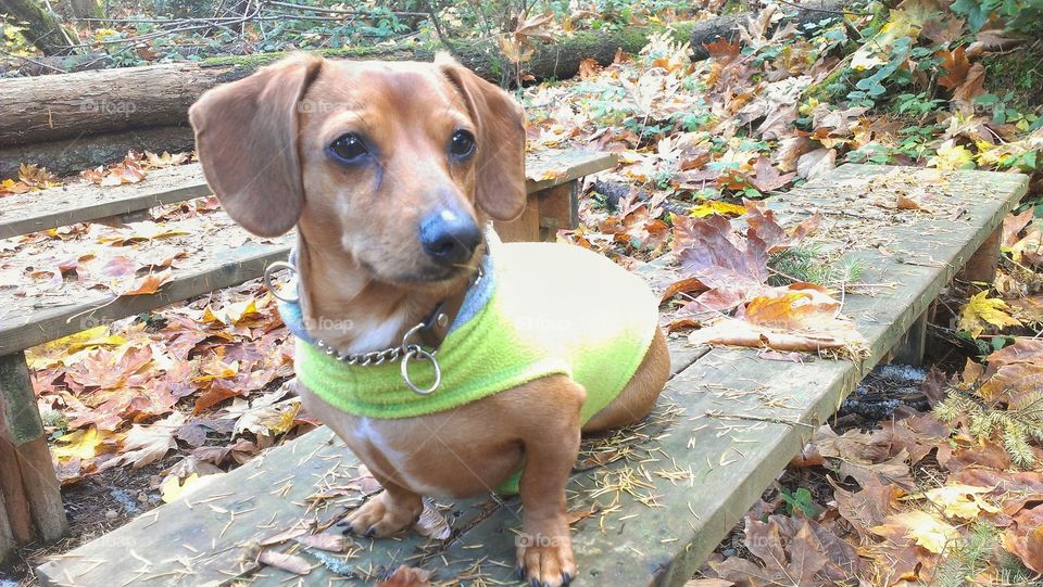 This is a picture of Elliott enjoying his first fall here in the Pacific Northwest.