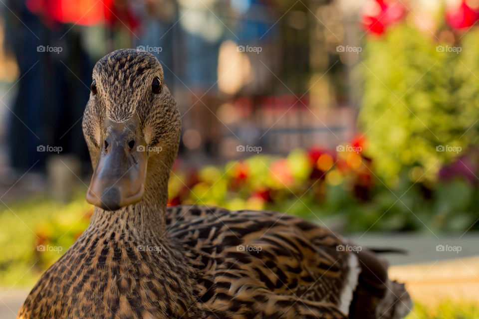 bird feathers duck close up by kingrum