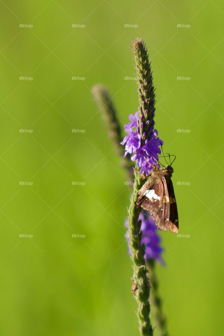 Closeup of a Silver-Spotted Skipper butterfly on a Hoary Vervain plant in a meadow on a sunny summer day