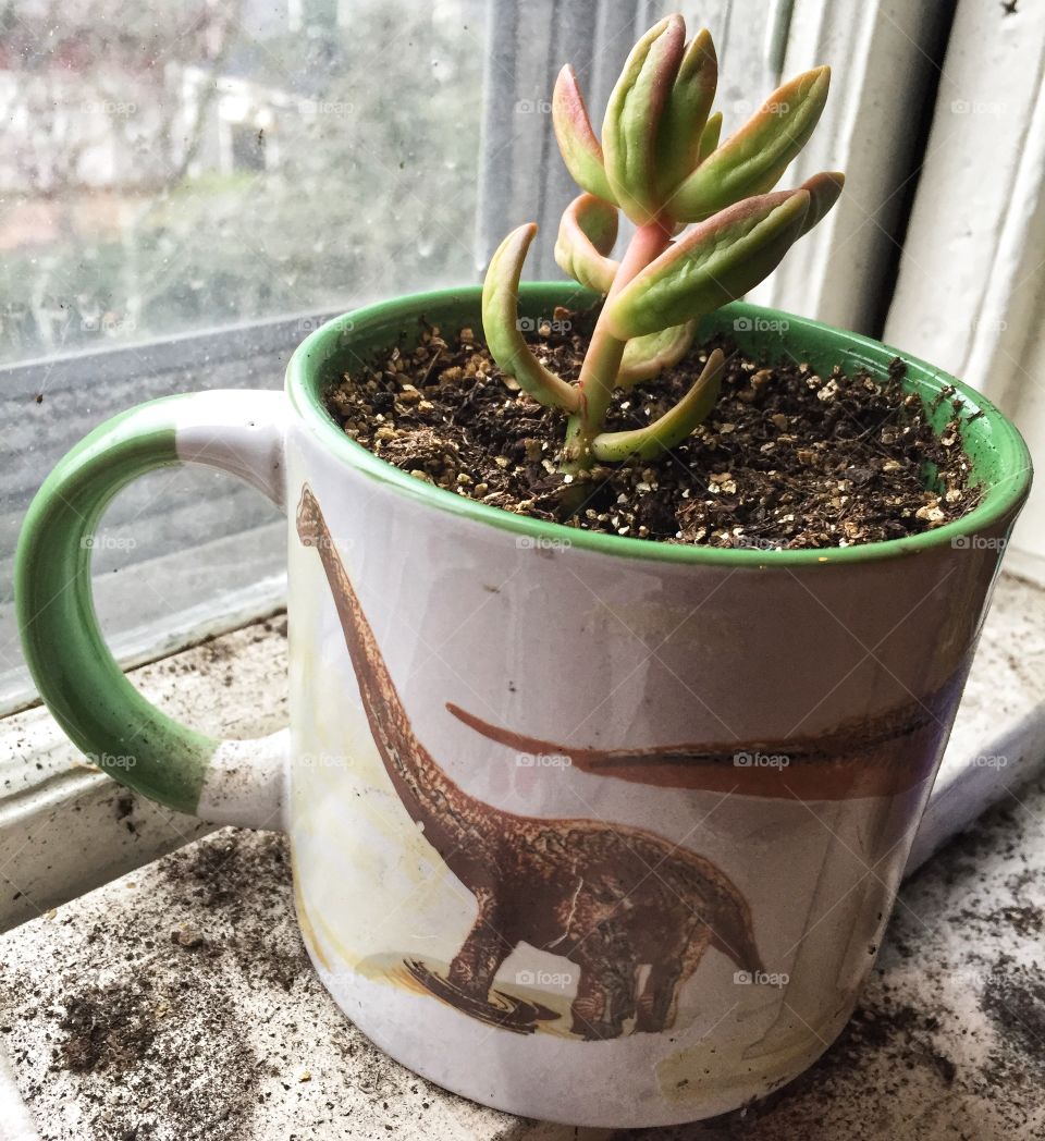 A succulent plant grows in a mug with a dinosaur on it. The mug sets in a sunny window. The window is white.