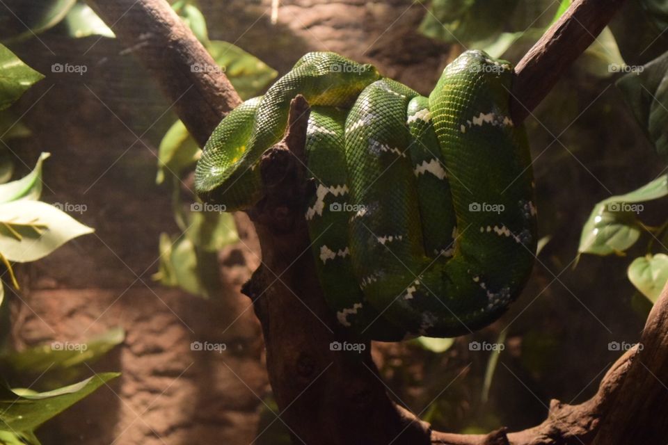 Snake. Zoo