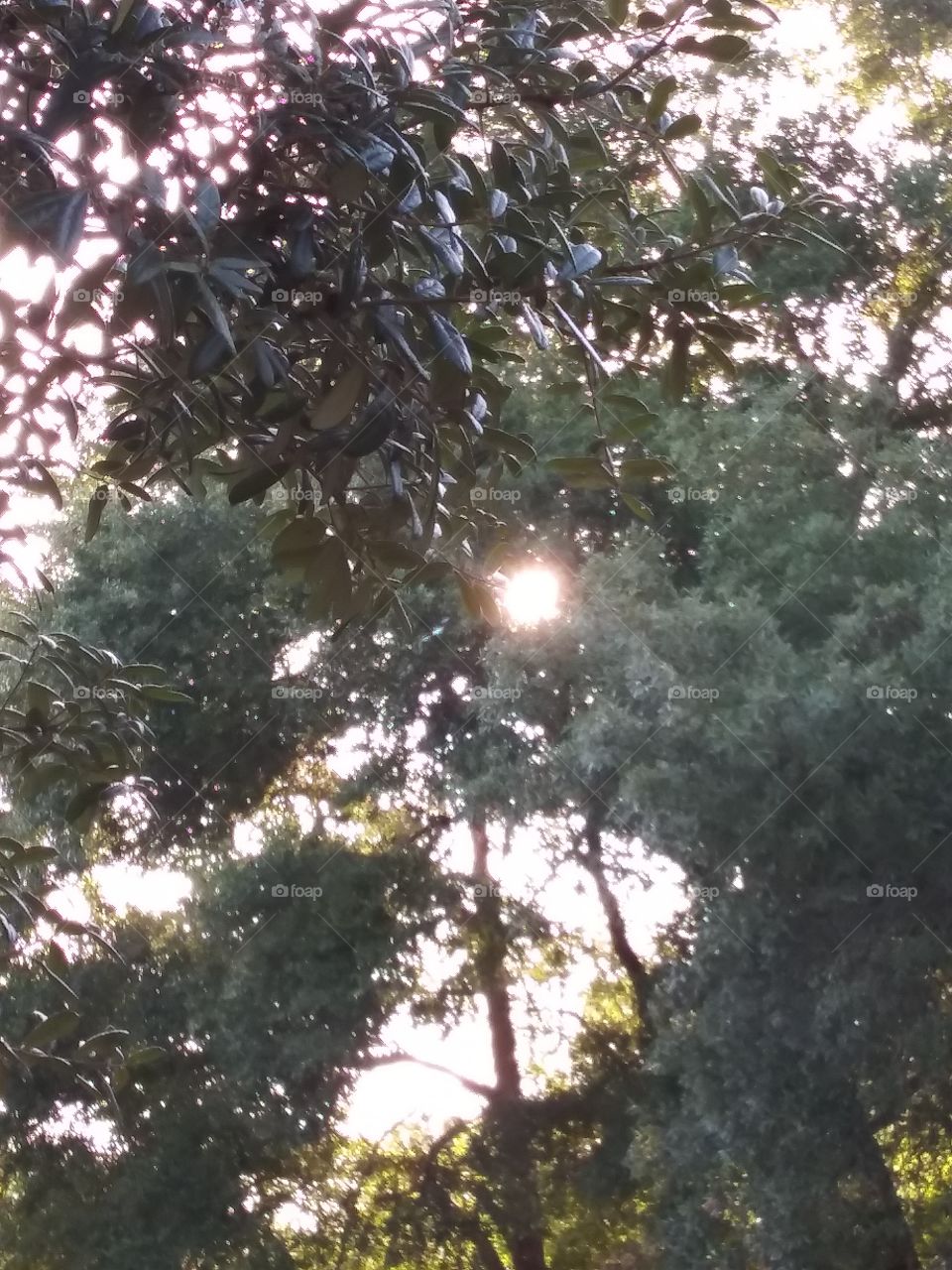 Sun through the trees