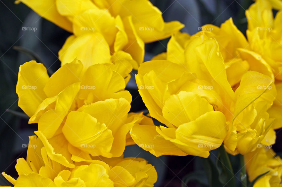 A vibrant flower arrangement in yellow 