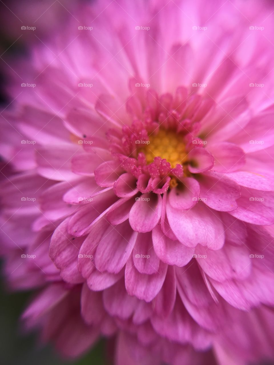 Pink mum