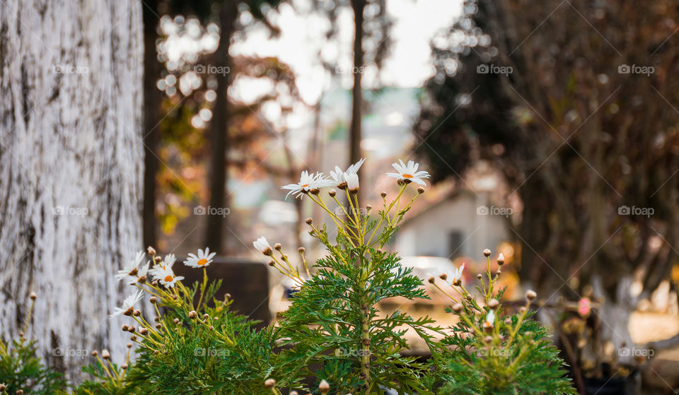 A shot of Boston daisies blooming in natural backlight