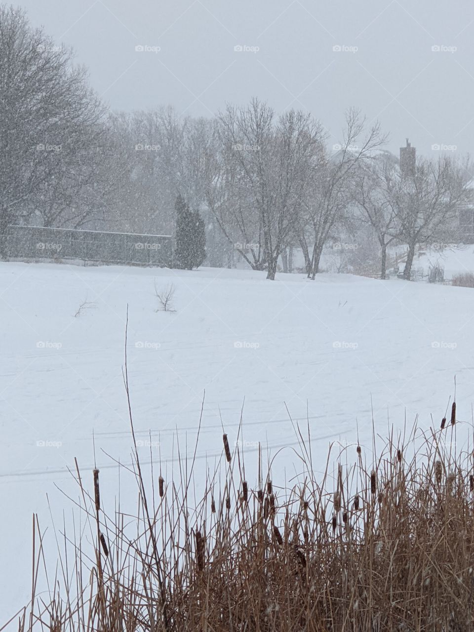 Cat tails in the snow fall