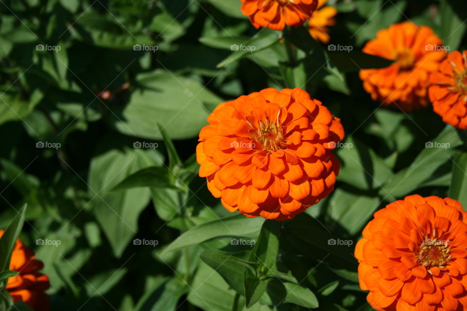 High angle view of bright orange flowers