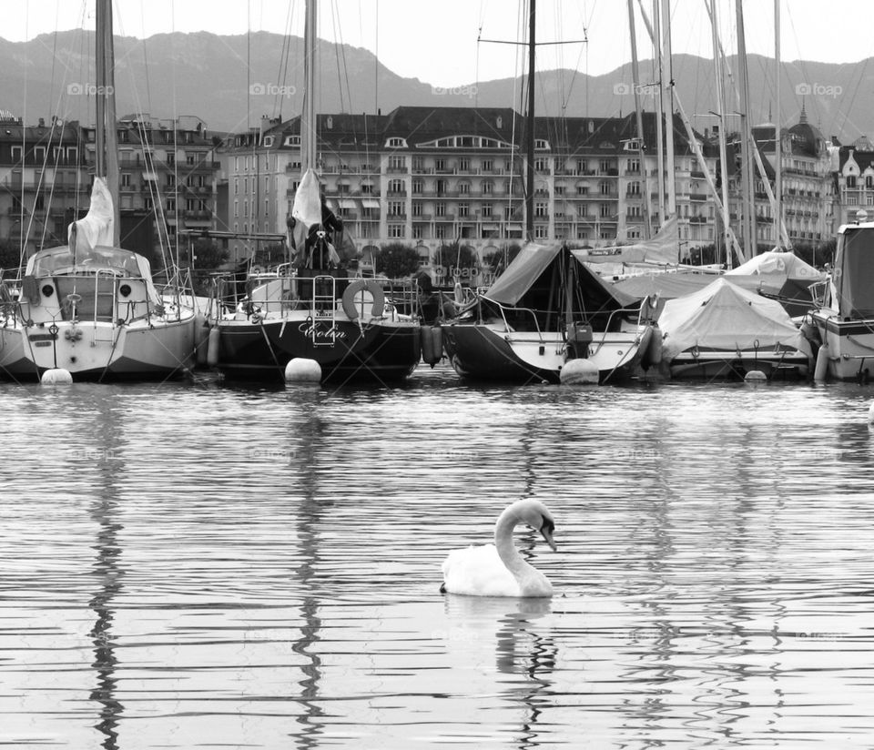 Swan on the waterfront in Geneva , white, water , boats , dock