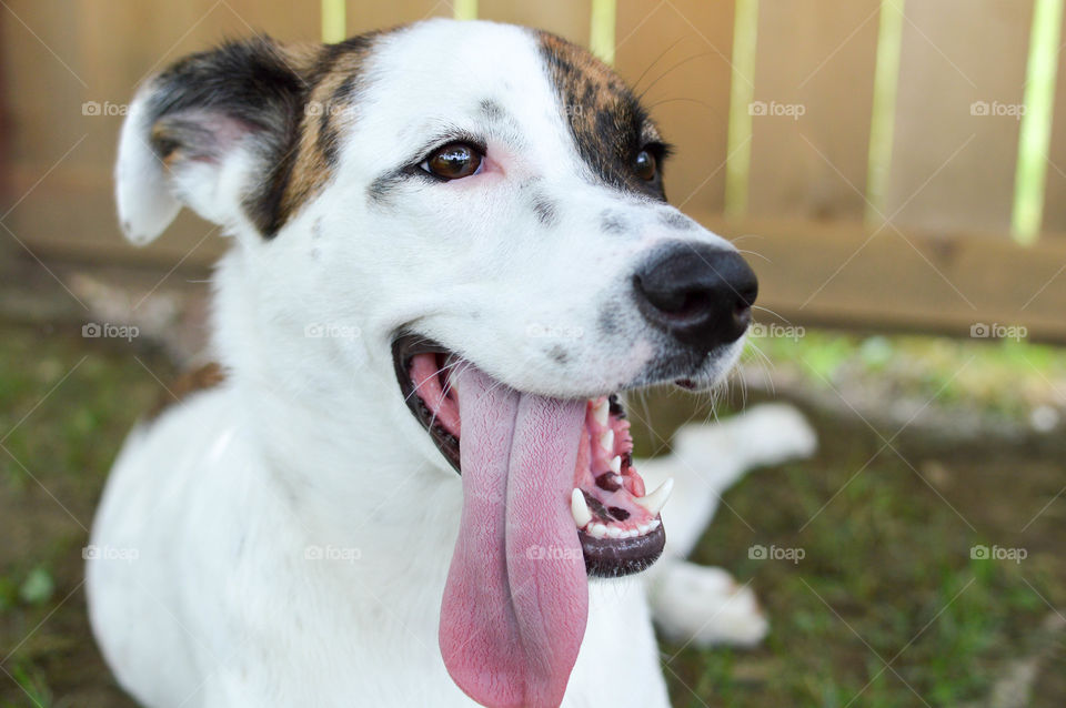 Mixed breed puppy laying in the grass with his tongue hanging out