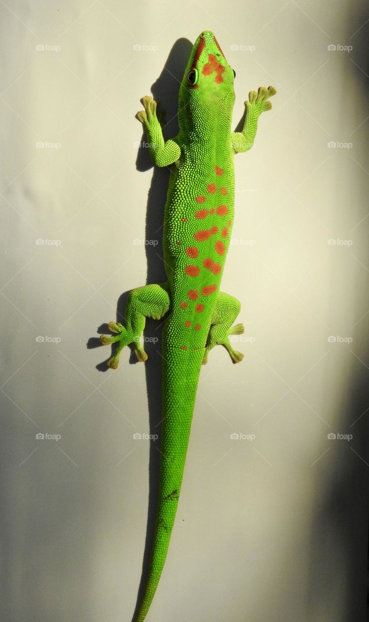 Vibrant green and red orange spotted Giant Day Gecko on a pale tan pole in the Florida Keys.