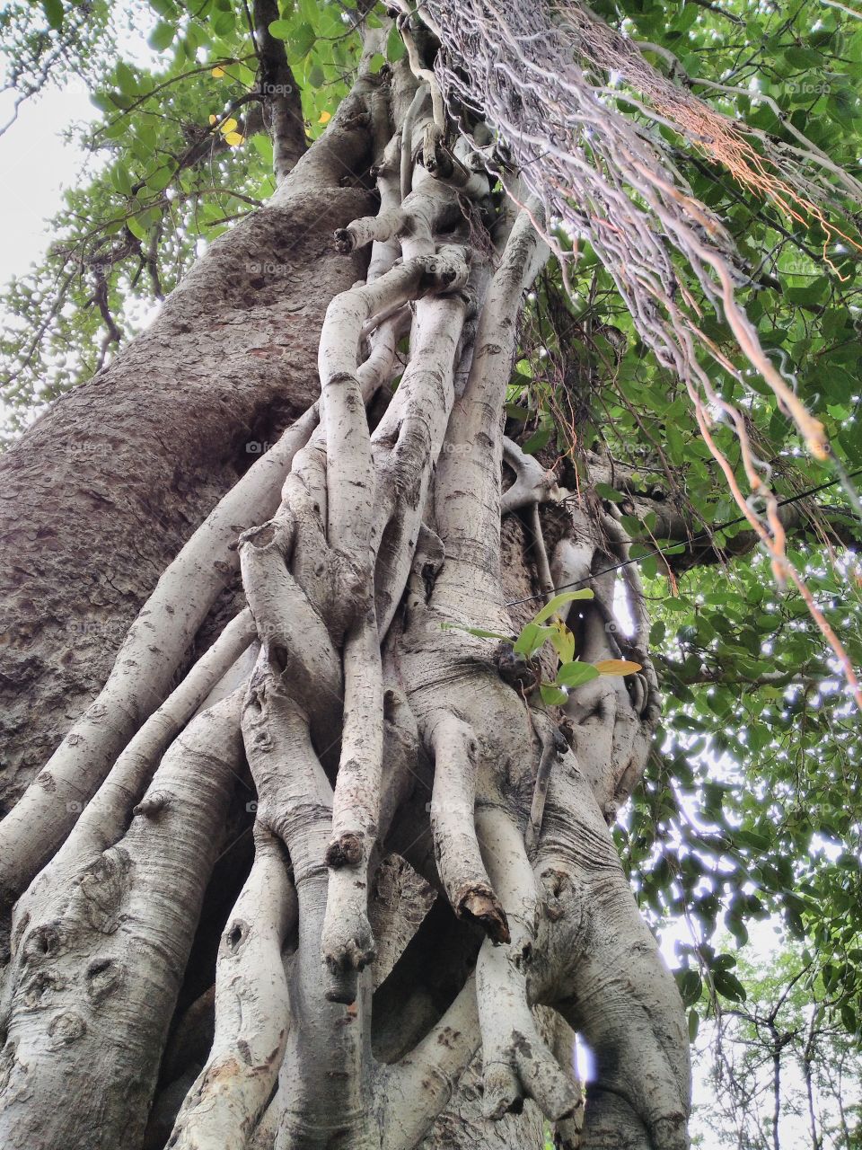 Close-up of a banyan tree in forest