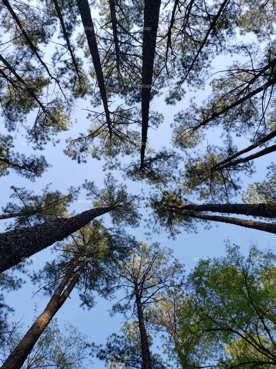 Congaree canopy