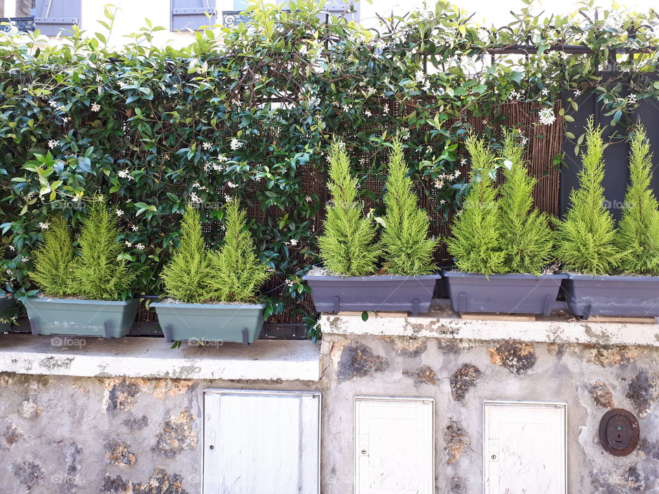 Green plants on the pots