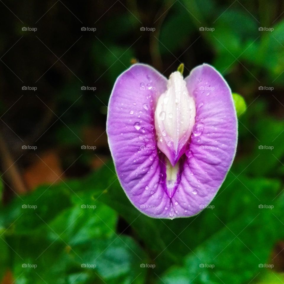 purple wild flower