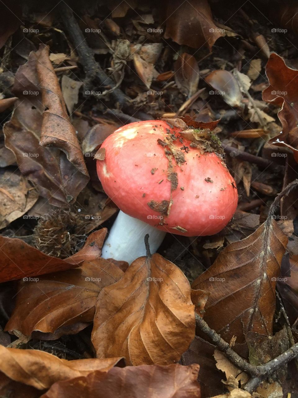 Fungus and dead leaves in autumn 