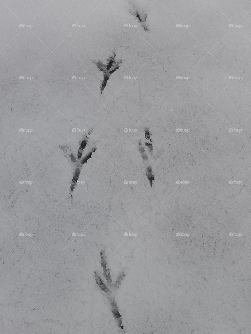 the footprints of the pheasant