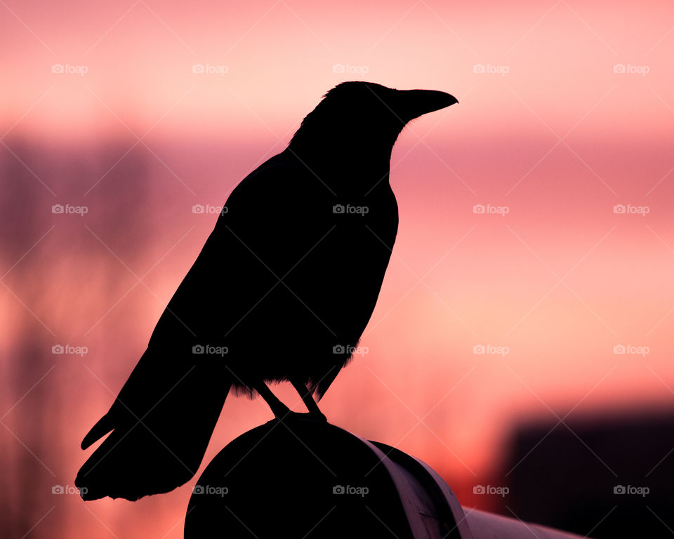 Silhouette of crow against the sky. Sunset.